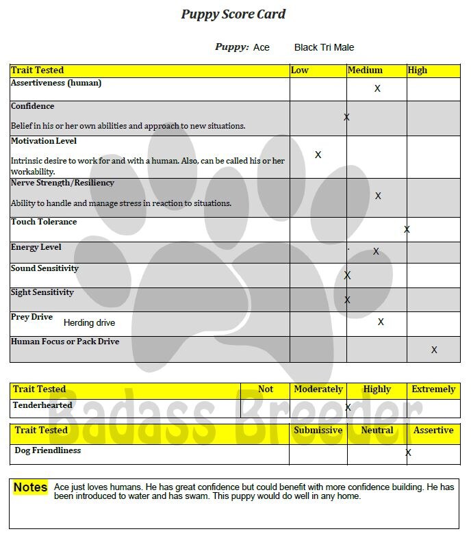 Puppy Score Card - Ace.JPG