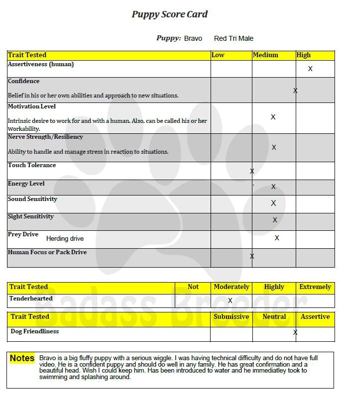 Puppy Score Card - Bravo jpg.JPG