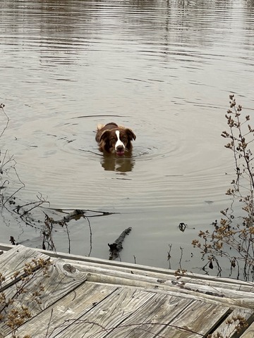 Angel Swimming