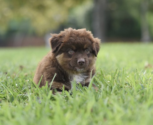 TLR Little White Lies