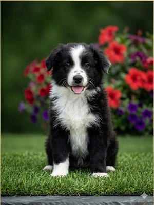 Beau