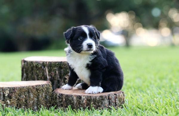 Buster