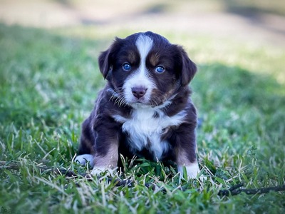 Red Tri Male w/ Blue Eyes
