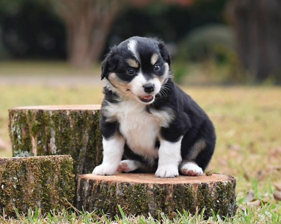 Rocket x Wyatt Litter 2025