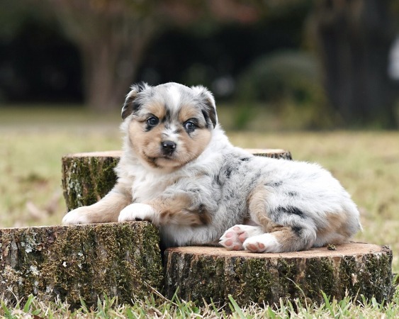 Rocket x Wyatt Litter 2025