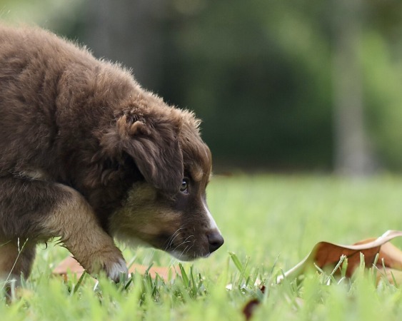 Angel x Jackson Litter 2025