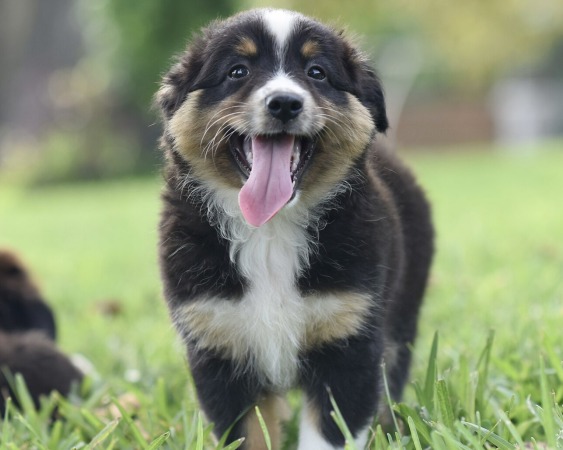 Angel x Jackson Litter 2025