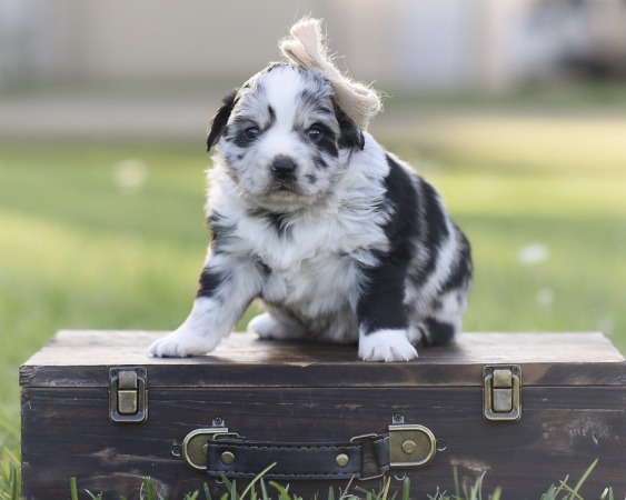 Millie x Reno Litter 2026