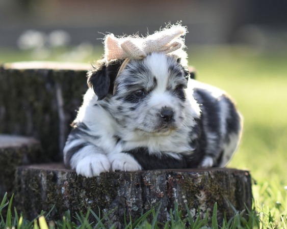 Millie x Reno Litter 2026