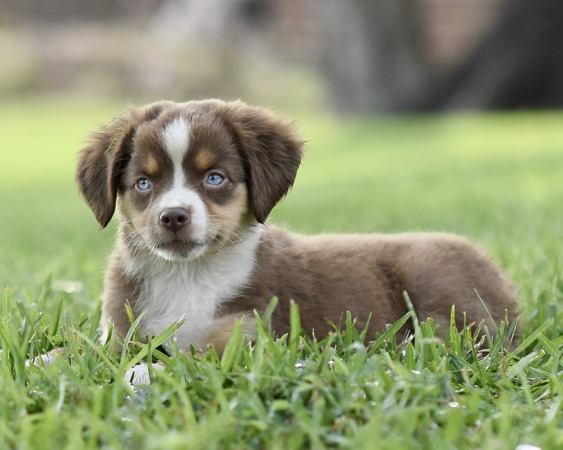Angel x Jackson Litter 2025