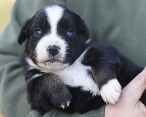 Stella x Jack Litter 2024