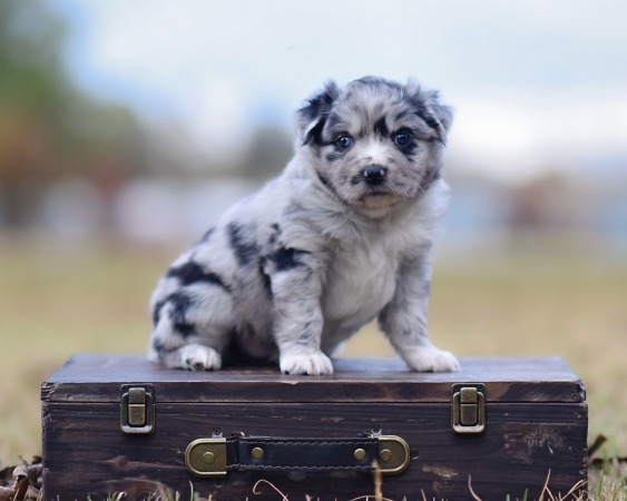Rocket x Wyatt Litter 2025