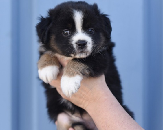Stella x Jack Litter 2024