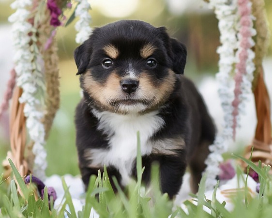 Rocket x Wyatt Litter 2024